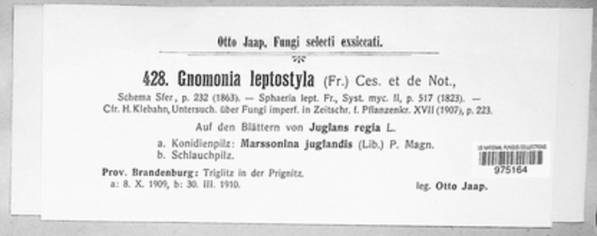 Ophiognomonia leptostyla image